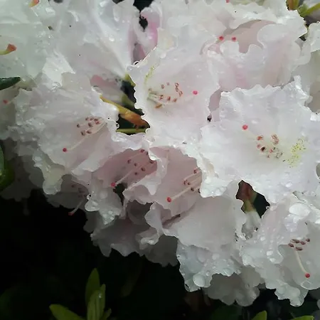 Slowicza Πανσιόν Βαρσοβία