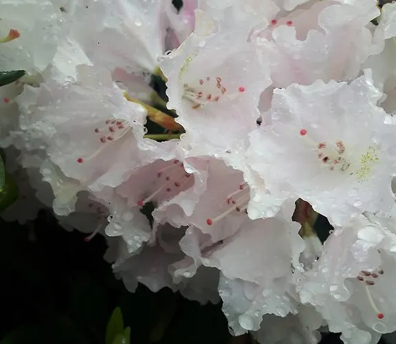 Slowicza بيت ضيافة وارسو